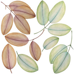 Blue-green and purple-brown leaves: tender pencil illustrations, isolated.