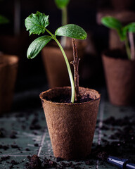 Junge Gurkenpflänzchen im Anzuchttopf