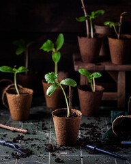 Junge Gurkenpflänzchen im Anzuchttopf