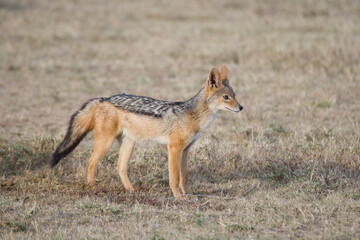 Black-blacked Jackal in the Maasai Mara, Kenya