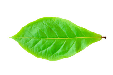 Fototapeta na wymiar closeup single Devil Tree green leaves front side isolated on white background with clipping path.