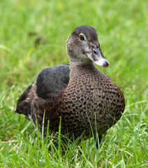Muscovy duckling with beautifully patterned brown and dark brown feathers and yellow ringed brown eye is feeling comfortable in green grass with blurred grass background.