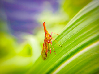 grasshopper on a leaf