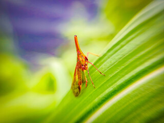 dragonfly on leaf