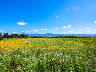 Fototapeta premium Field blooming in spring with yellow daisies, purple flowers and scarlina
