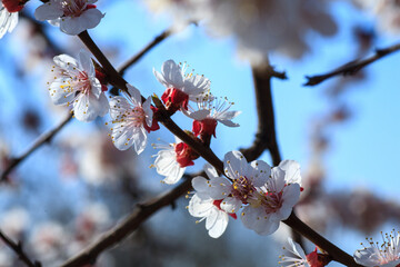 Branches of blossoming apricot macro