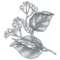 Linden tree branch with flowers. Hand drawn engraving style illustrations.
