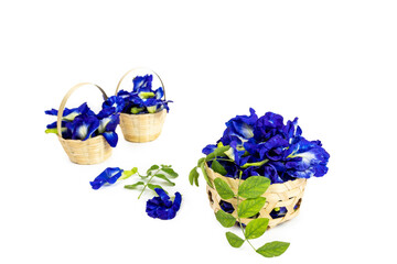 fresh butterfly pea flowers isolated on white background