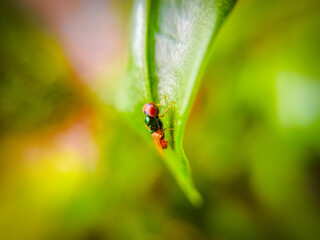 ladybug on grass