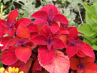 Plectranthus scutellarioides | Coléus d'ornement aux fines feuilles cordiformes dentées, frisées et velues à magnifiques pigmentations variées et flamboyante