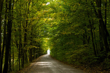 Obraz premium Tree covered dirt road in Ontario, Canada.