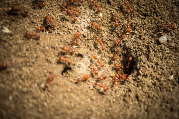 A colony of California Harvester Ants working around their nest - macro