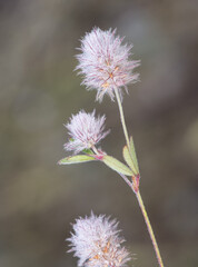 Trifolium cf arvense Hare's-foot Oldfield Rabbits-foot Stone Clover small plant whose fruits resemble a rabbit's foot on an unfocused greenish background