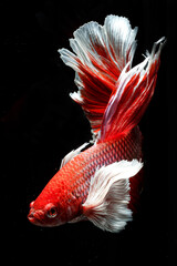 The Siamese fighting fish (Betta splendens) also known as the betta. Thailand's council of ministers confirmed "Siamese fighting fish" as Thailand's