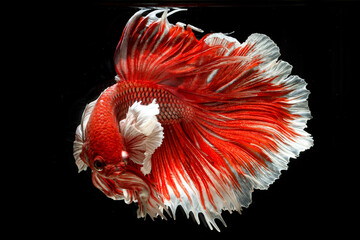 The Siamese fighting fish (Betta splendens) also known as the betta. Thailand's council of...