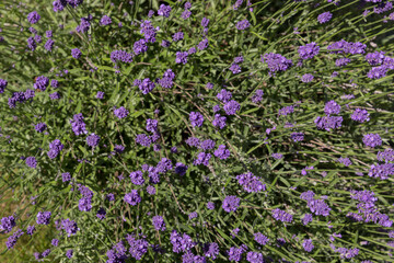 Obraz na płótnie Canvas lavender in a garden