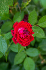 Red rose bushes begin to fade in the sun and dry out