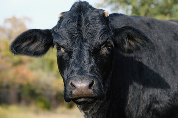 Black cow close up for farm animal portrait, looking at camera.