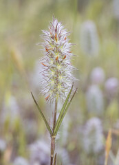 Trifolium angustifolium narrow leaf crimson clover elegant plant with fox tail appearance in green and red color on defocused green background