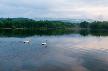 Fototapeta na wymiar white swans group on the lake swim well under the bright sun