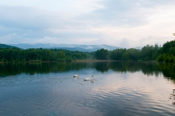 white swans group on the lake swim well under the bright sun