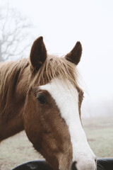 Obraz na płótnie Canvas Brown horse head on farm, sorrel color on foggy morning close up.