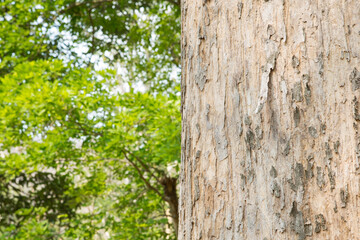 Teak Tree in Thailand precious hardwoods one of the last major areas of tropical forest in Asia