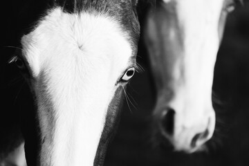 Close up of blue eyed foal in black and white.