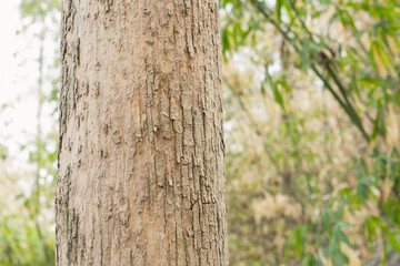 Teak Trees in Thailand precious hardwoods one of the last major areas of tropical forest in Asia