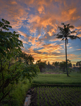 Beautiful landscape view with green rice farm field in Indonesia Java Island countryside