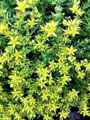 green leaves background