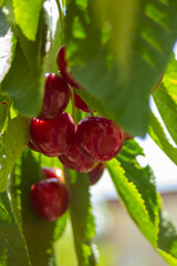 Red cherries are just starting to ripen, the leaves are still very light green