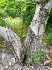 Walnut tree broken in winter storm