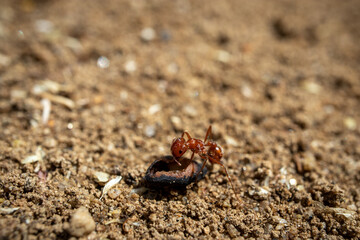 A colony of California Harvester Ants working around their nest - macro