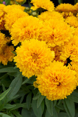 Vertical image of the fully double, golden yellow flowers of 'Solanna Golden Sphere' coreopsis (Coreopsis 'Solanna Golden Sphere'), a sun-loving perennial