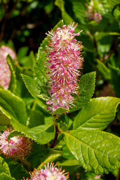 The deciduous shrub 'Ruby Spice' summersweet (Clethra alnifolia 'Ruby Spice'), also known as sweet pepperbush, in flower
