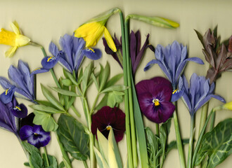 Horizontal scanography image of collage of spring bulb and perennial flowers and foliage (leaves)