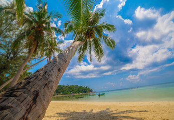 Beautiful tropical island beach, summer nature scene beach, blue sky and palm trees - Koh Phangan Thailand