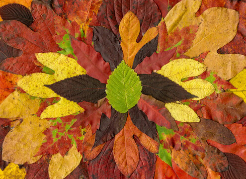 Horizontal scanography image of collage of colorful fall leaves (foliage)