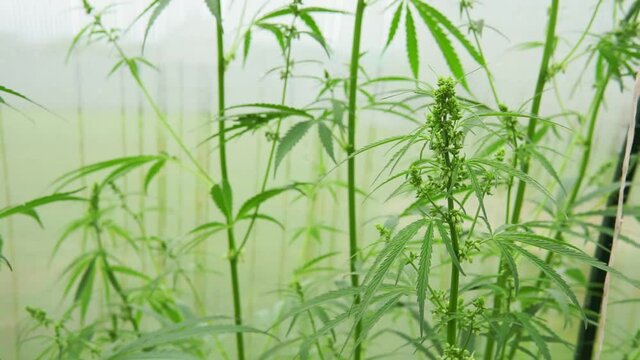 hemp plants soon to be harvested for CBD oil production. Commercial hemp production. Natural health concept