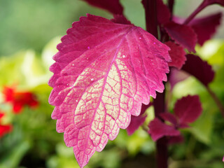 (Solenostemon scutellarioides) Gros plan sur feuille de coléus fortement dentée, panachée de rouge foncé et de jaune or