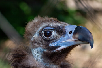 Griffon vulture in a detailed portrait