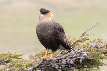 Crested Caracara
