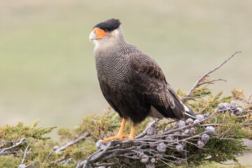 Crested Caracara