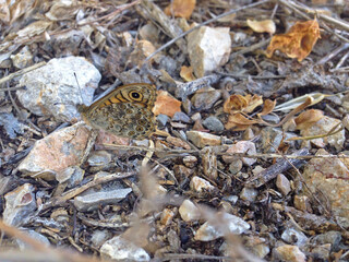The wall brown (Lasiommata megera), is a butterfly in the family Nymphalidae. It is widespread in the Palearctic realm with a large variety of habitats and number of generations a year.