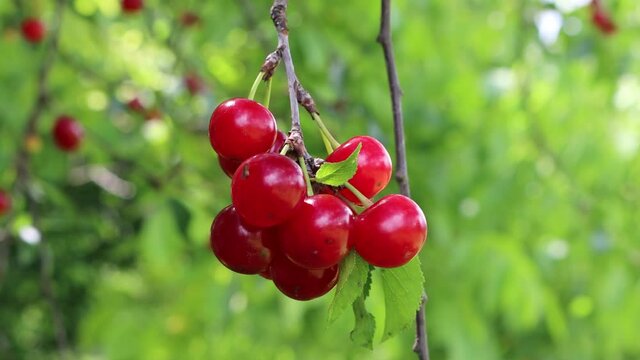 Ripe red bunch of Sour cherry fruits on branch in the orchard on summer
