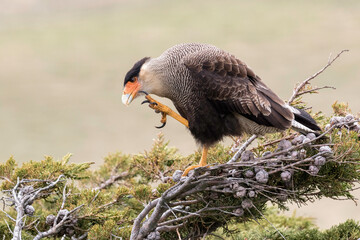 Crested Caracara scratching