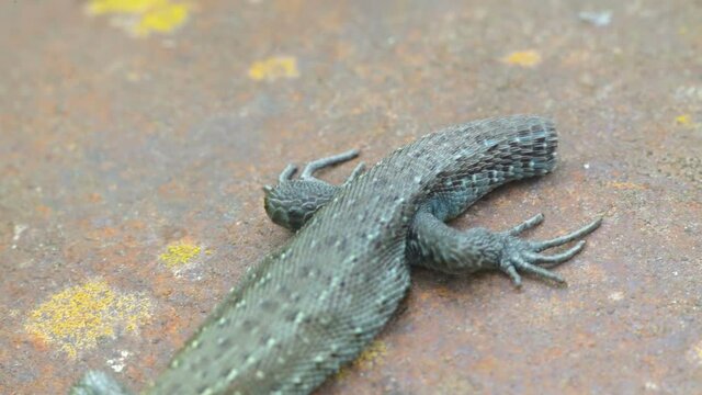 The closer look of the green scaled Zootoca vivipara or the Viviparous lizard