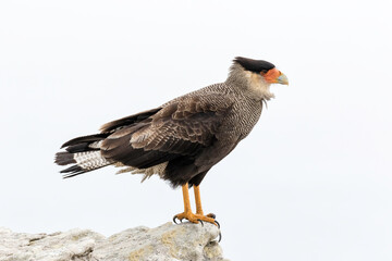 Adult Crested/ Southern Caracara