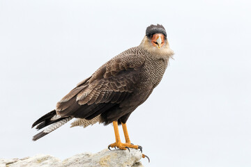 Adult Crested/ Southern Caracara